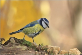 <p>SÝKORA MODŘINKA (Cyanistes caeruleus) ---- /Eurasian blue tit - Blaumeise/</p>